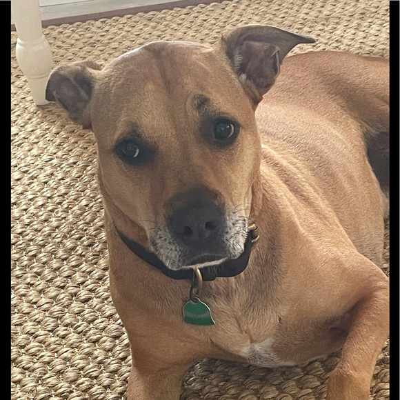 Meet your Posher, Maddie. Make an offer!! 💕😍😻 - Picture 3 of 7